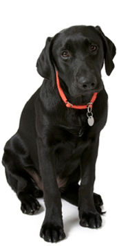 Image of an black labrador - Shrewsbury dog training